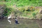 野生のカワウの飛翔