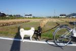 稲刈りを終えた田