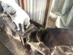 ワグマ!何か匂うか