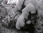 松の木の雪