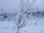 雪の花