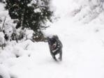 雪原を走るワグマ1