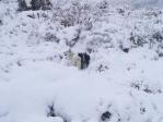 雪原のノンノとワグマ4