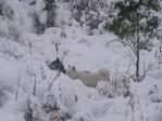 雪原のノンノとワグマ5