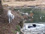 池に浸かったり ワグマ