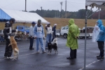 2014年度NKC三重チャンピオン展選抜犬牝組審査