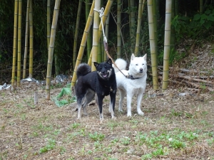 DSC00586.jpg