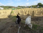 DSC00590.jpg
