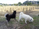 DSC00591.jpg