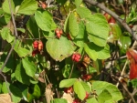 DSC00682S.jpg
