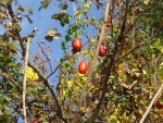 DSC00684S.jpg