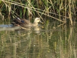 DSC00694S.jpg