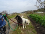DSC00724s.jpg