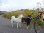 DSC00726s.jpg