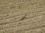 DSC00732s.jpg