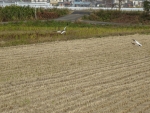 DSC00733s.jpg
