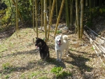 DSC00737S.jpg
