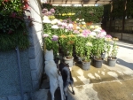DSC00740S.jpg