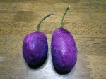 DSC00749bs.jpg