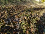 DSC00751bs.jpg