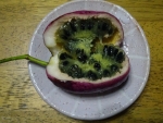 DSC00753s.jpg