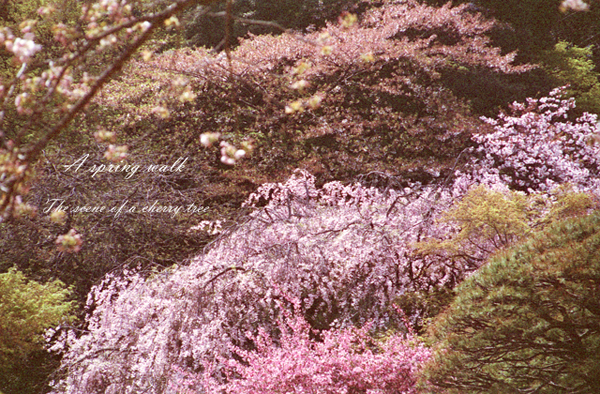 A spring walk 5