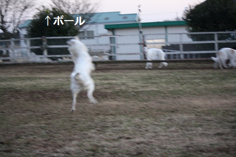 2013.01.02 (115)