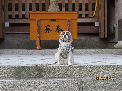 2013有馬8