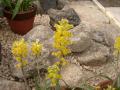 IMGP0442XX.jpg