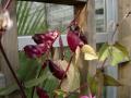 IMGP0551.jpg