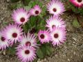 IMGP0891XX.jpg