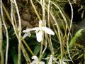 anosmum.jpg