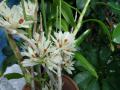 braceosum.jpg