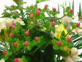hypericum.jpg