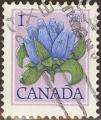 stcan0601.jpg
