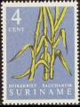 stsrn0204.jpg
