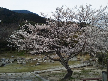 中ノ島公園さくら
