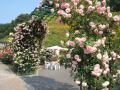 薔薇002