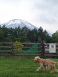 富士山曇り1