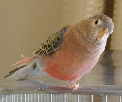 130315koukun1.jpg