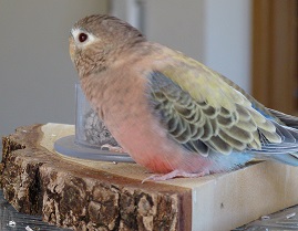 130316koukun1.jpg