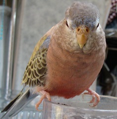 130325koukun1.jpg