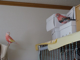 130417sakukai.jpg