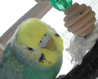 130527sizuku.jpg