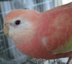 130601saku1.jpg