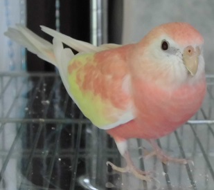 130603saku.jpg