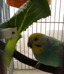 端からちみちみ派