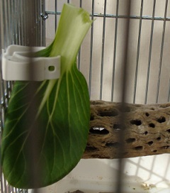断然茎派