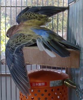 黄君アキクサ扇
