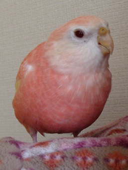 肩の上のリリ